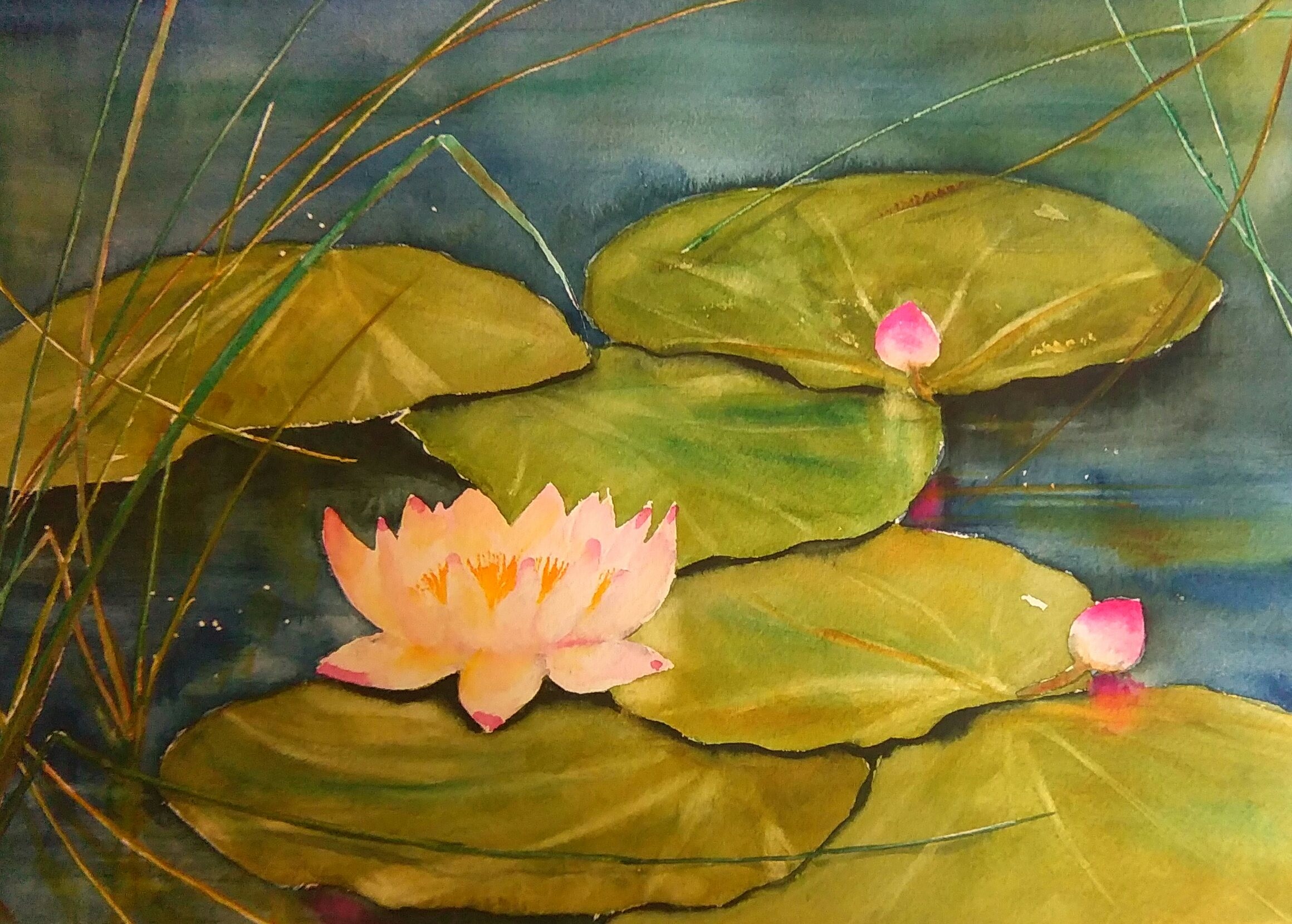 nénuphar